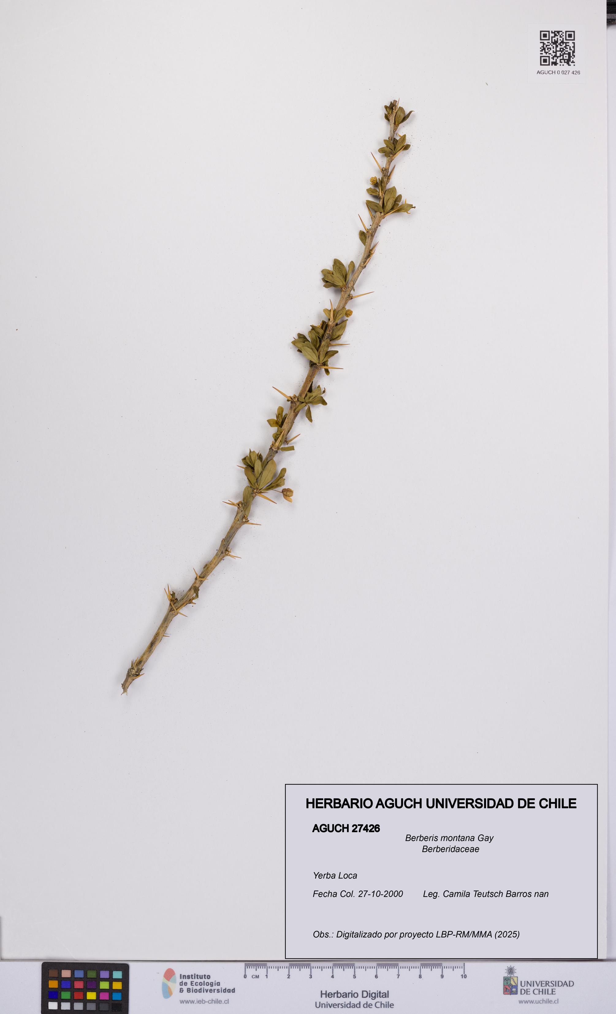 Berberis montana [Espécimen: UCH:AGUCH:0027426]
