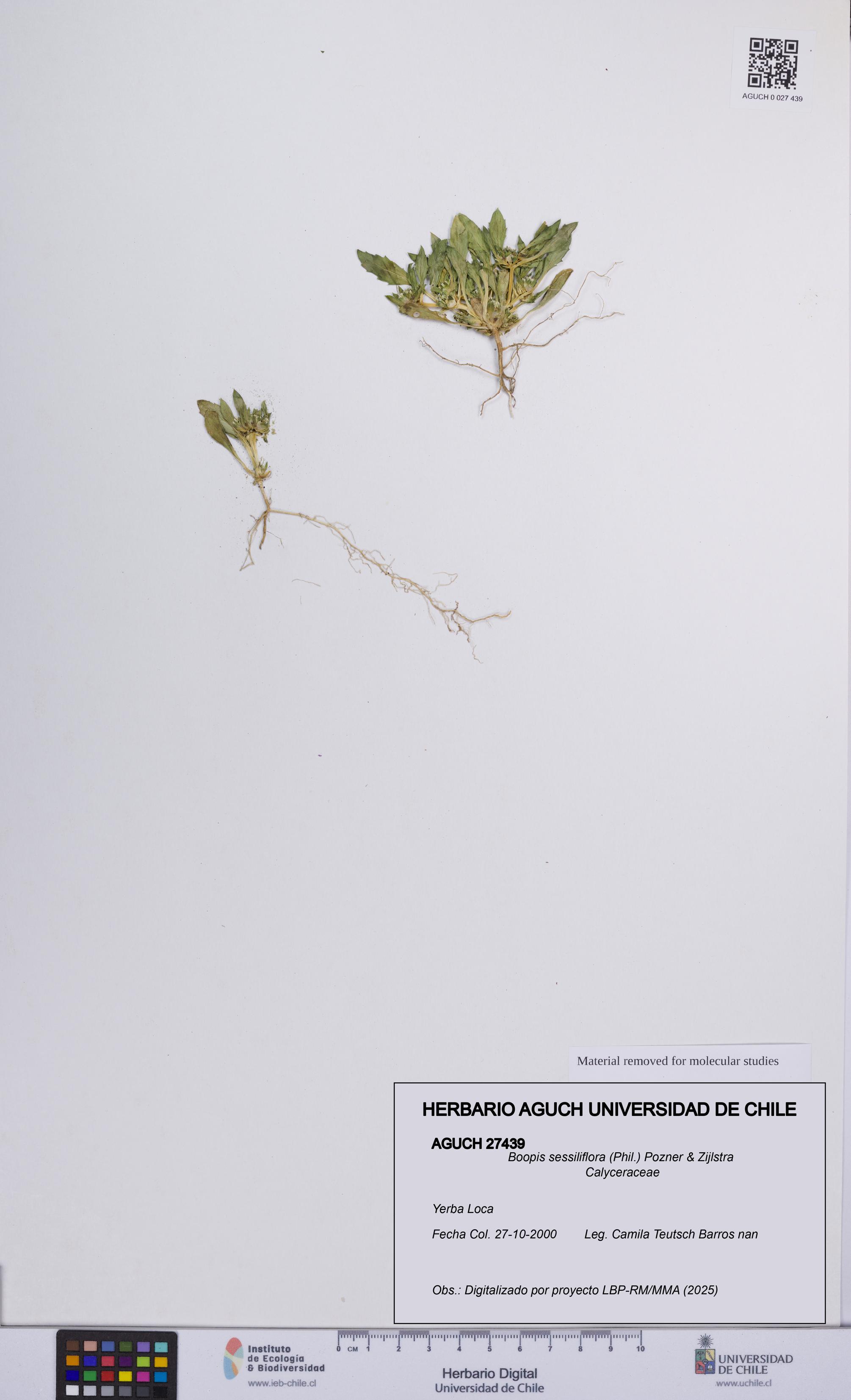 Boopis sessiliflora [Espécimen: UCH:AGUCH:0027439]