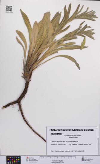 Cynoglossum creticum [Espécimen: UCH:AGUCH:0027494]