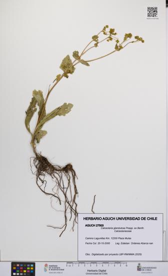 Calceolaria glandulosa [Espécimen: UCH:AGUCH:0027503]