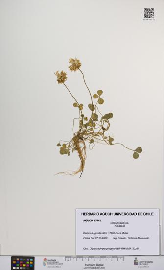 Trifolium repens [Espécimen: UCH:AGUCH:0027512]