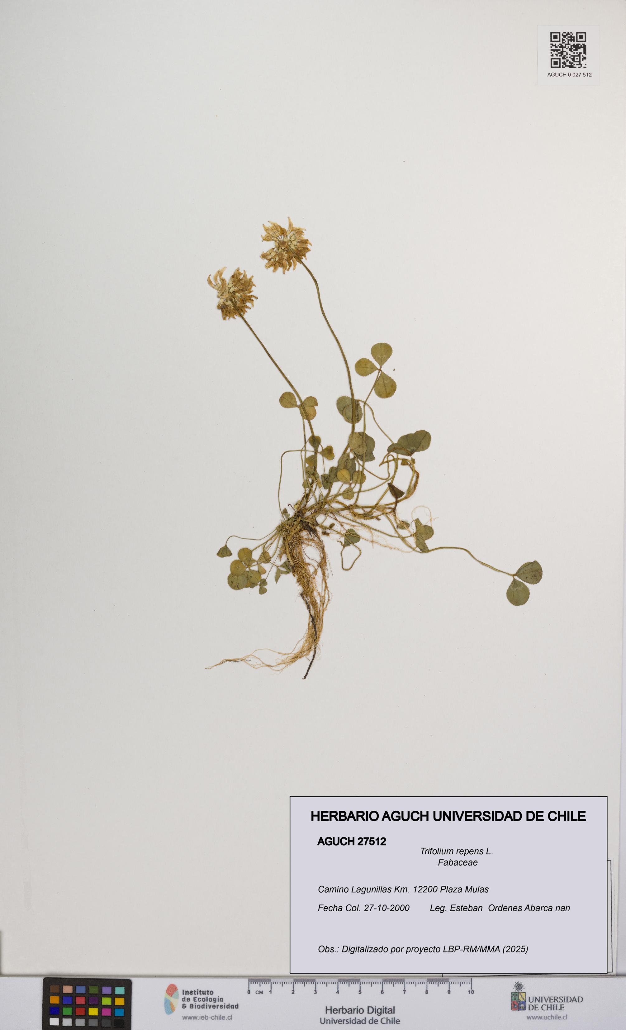 Trifolium repens [Espécimen: UCH:AGUCH:0027512]