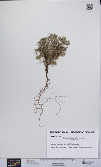 Oxalis laxa var. laxa [Espécimen: UCH:AGUCH:0027521]