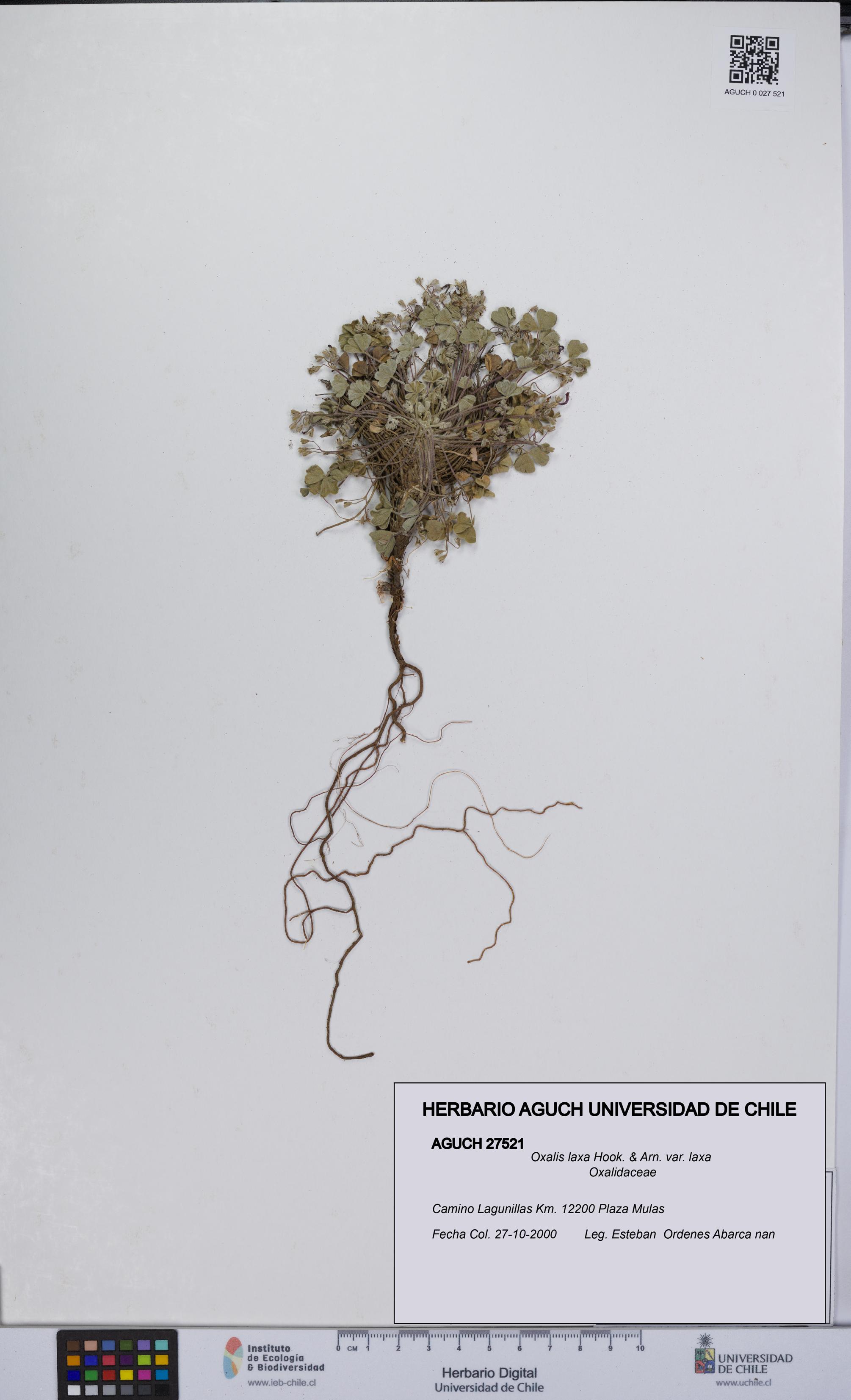 Oxalis laxa var. laxa [Espécimen: UCH:AGUCH:0027521]