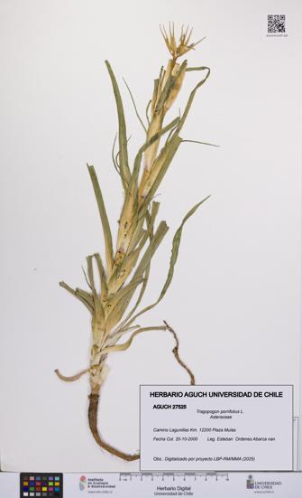 Tragopogon porrifolius [Espécimen: UCH:AGUCH:0027525]