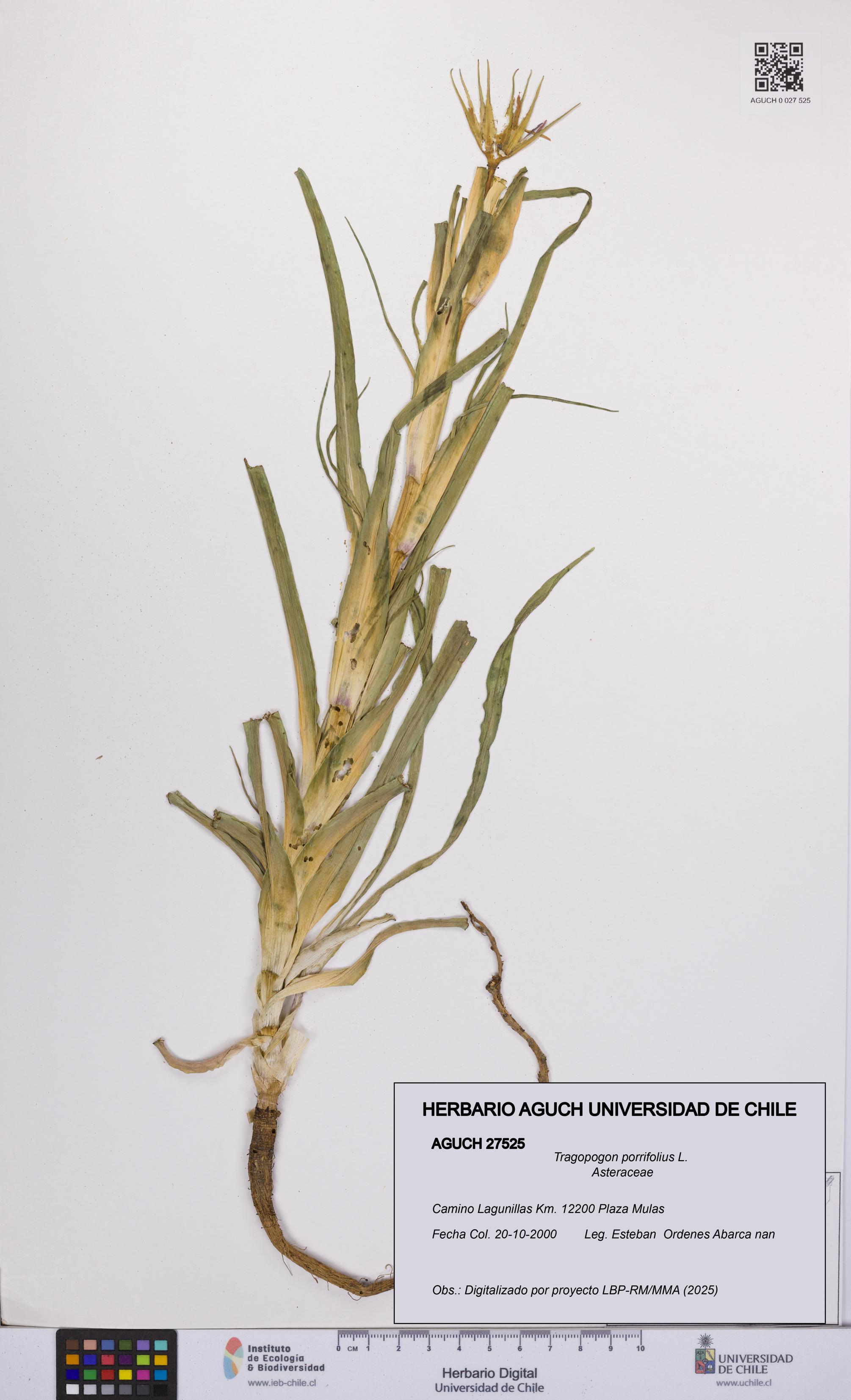 Tragopogon porrifolius [Espécimen: UCH:AGUCH:0027525]
