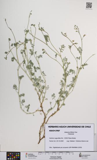 Adesmia filifolia [Espécimen: UCH:AGUCH:0027527]