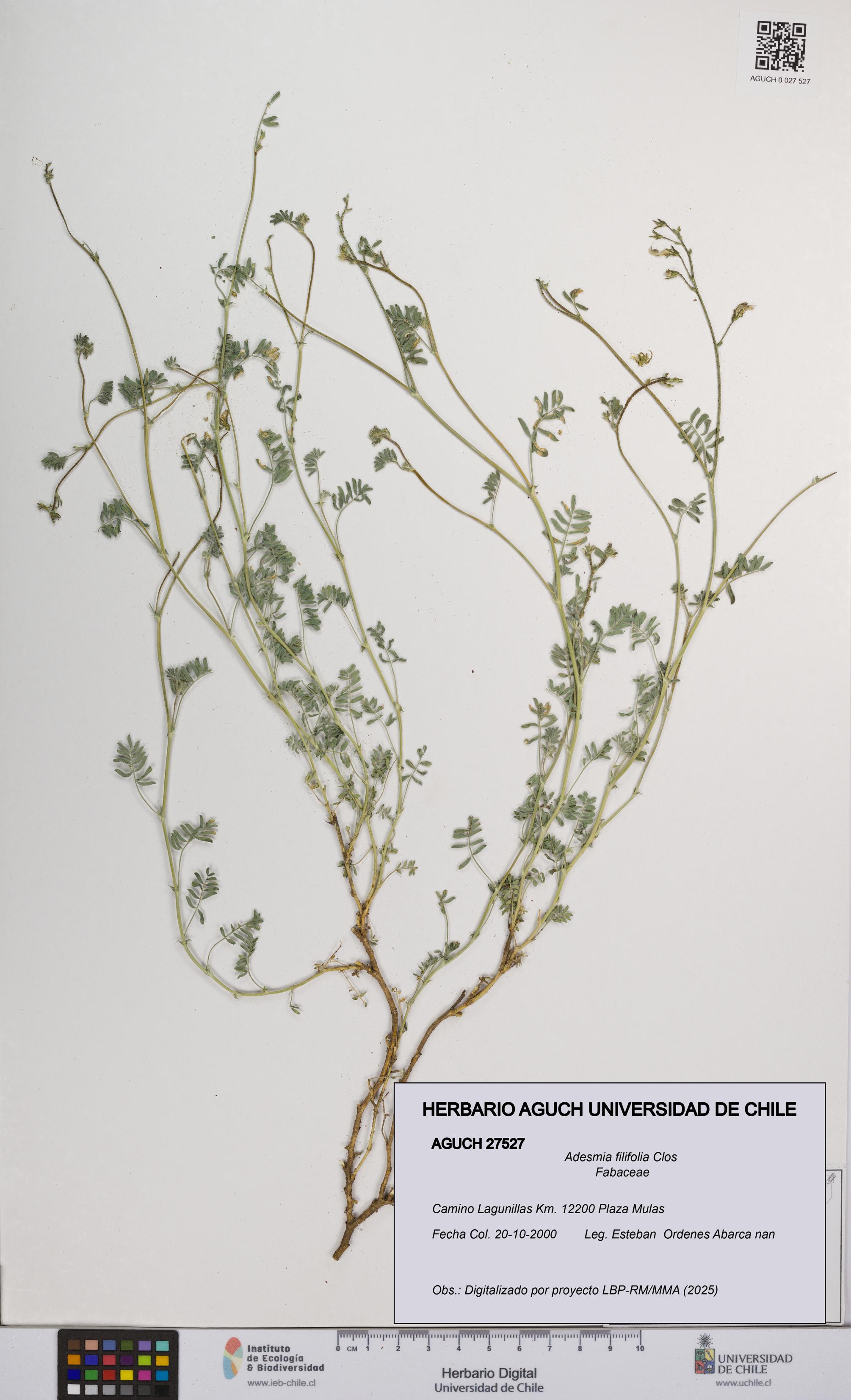 Adesmia filifolia [Espécimen: UCH:AGUCH:0027527]