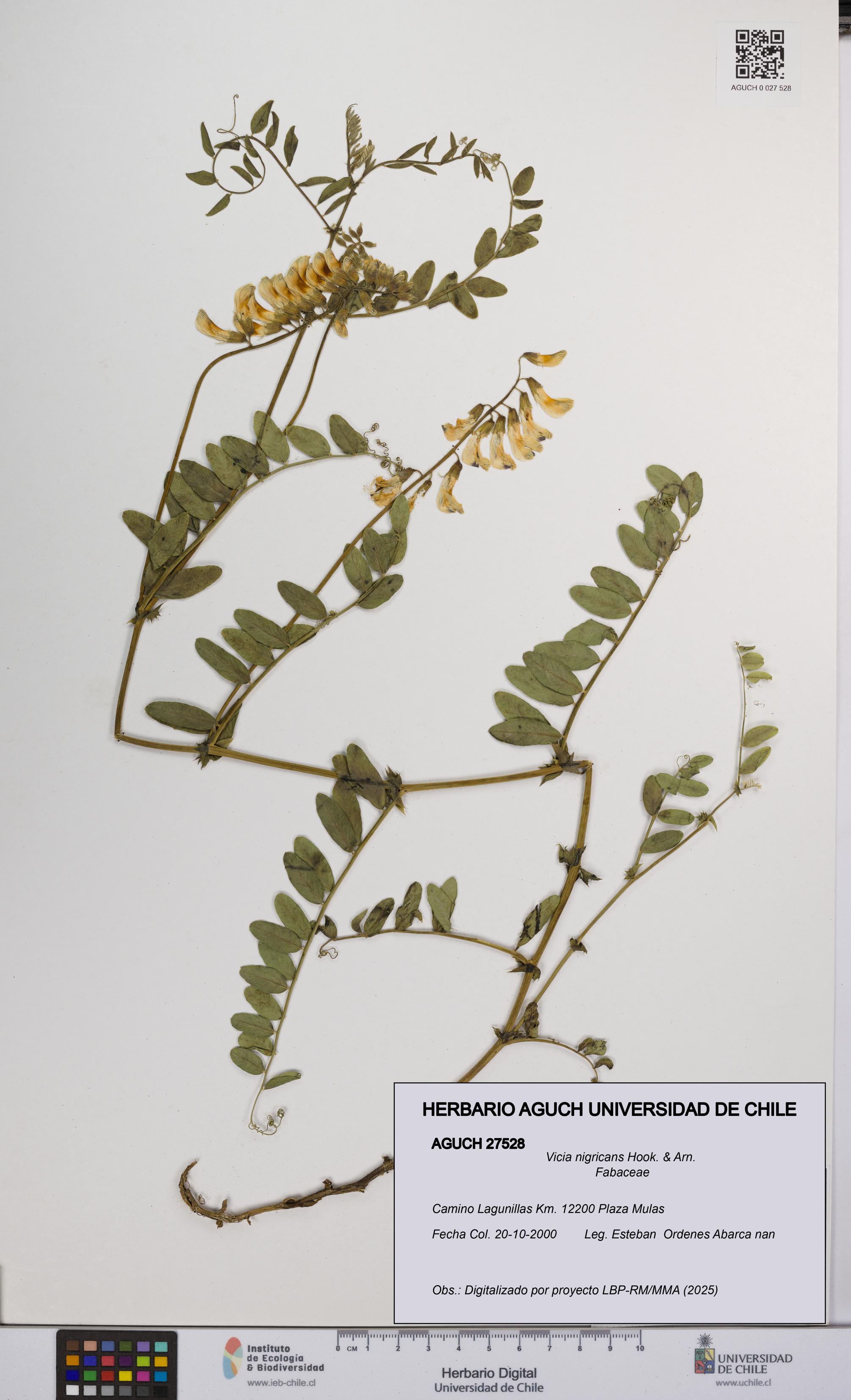 Vicia nigricans [Espécimen: UCH:AGUCH:0027528]