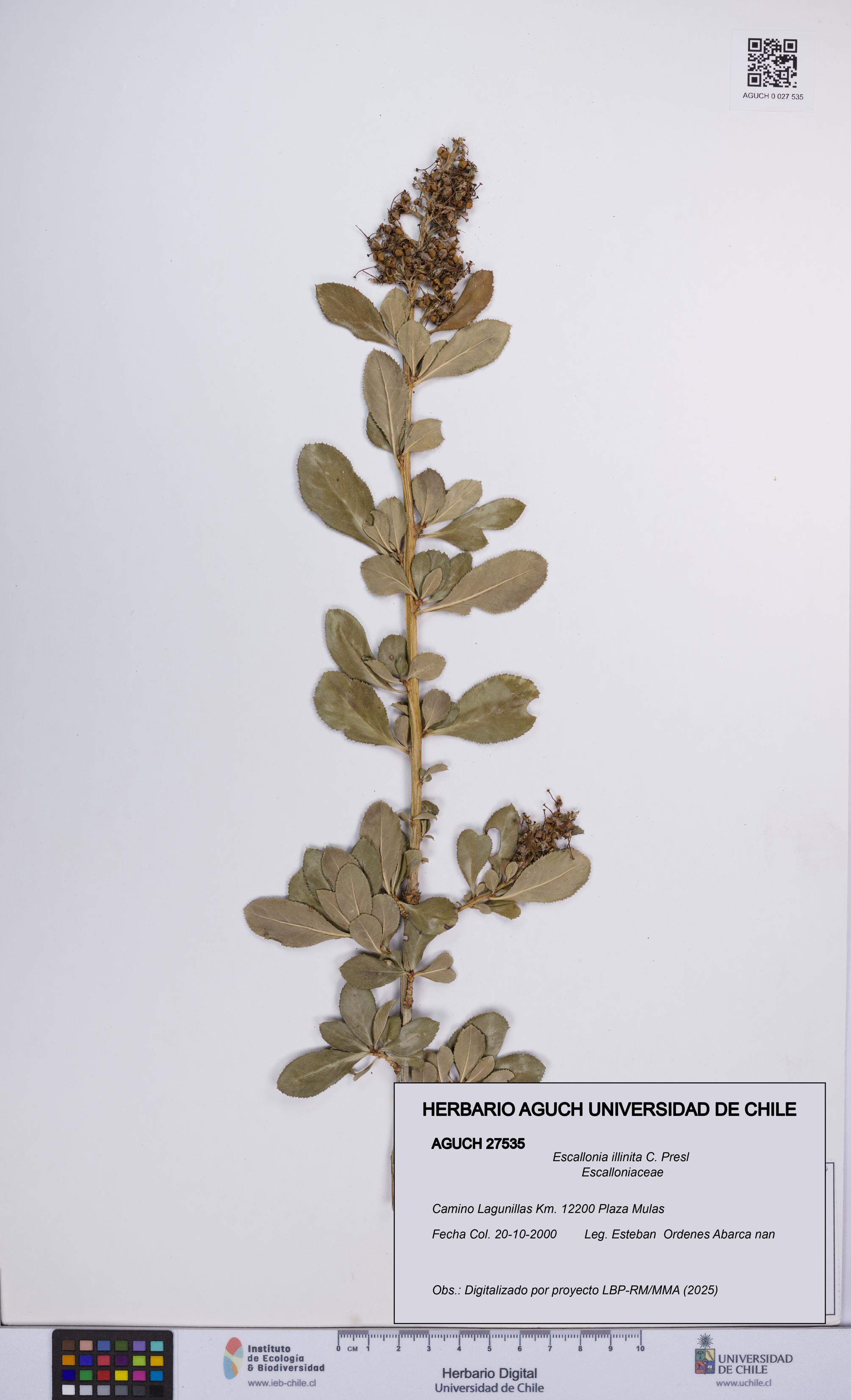 Escallonia illinita [Espécimen: UCH:AGUCH:0027535]