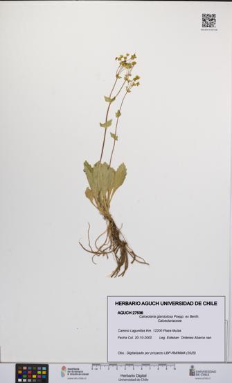 Calceolaria glandulosa [Espécimen: UCH:AGUCH:0027536]