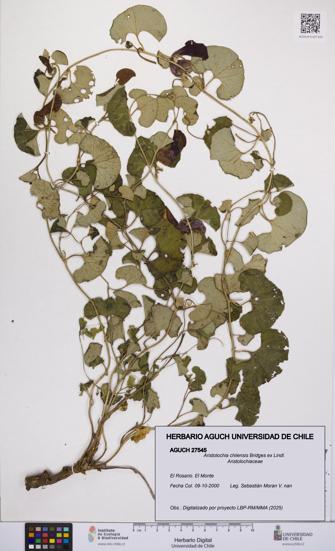 Aristolochia chilensis [Espécimen: UCH:AGUCH:0027545]