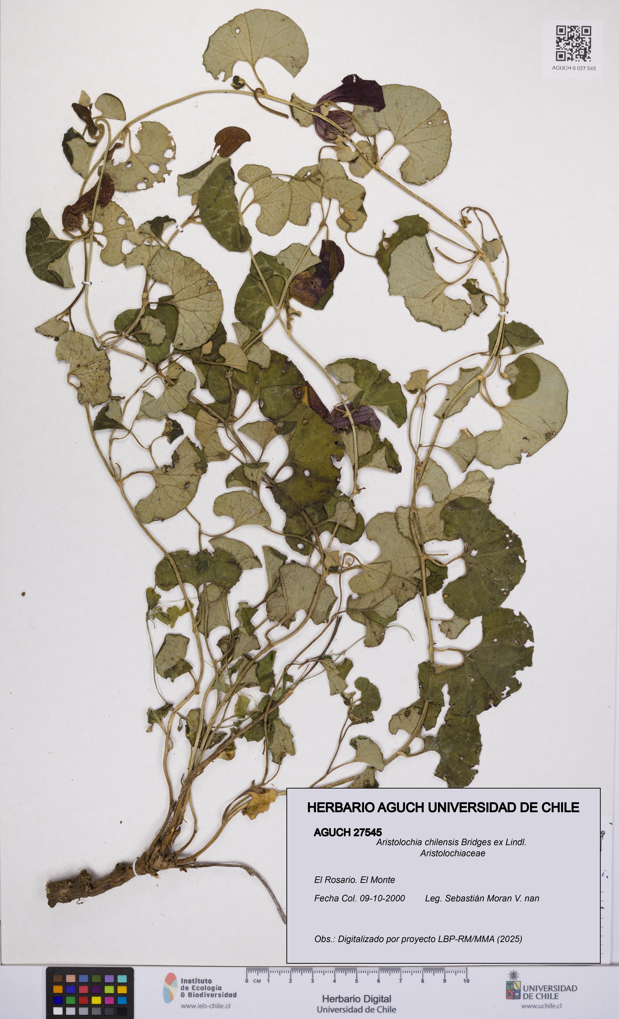Aristolochia chilensis [Espécimen: UCH:AGUCH:0027545]