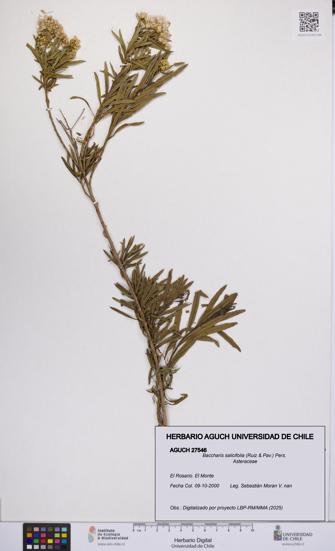 Baccharis salicifolia [Espécimen: UCH:AGUCH:0027546]