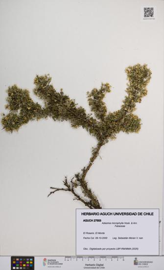 Adesmia microphylla [Espécimen: UCH:AGUCH:0027553]