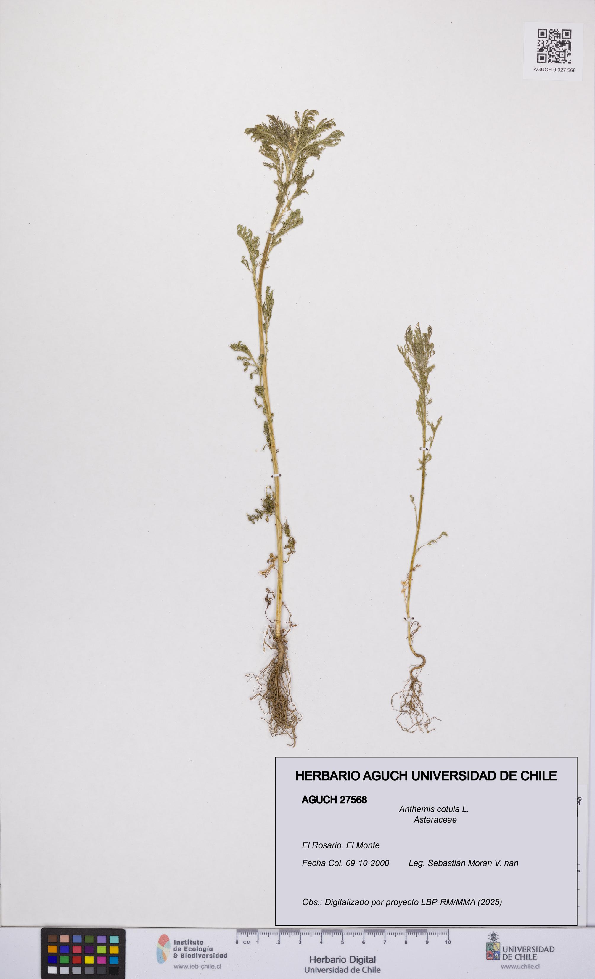 Anthemis cotula [Espécimen: UCH:AGUCH:0027568]