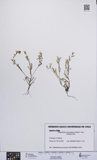 Plagiobothrys procumbens [Espécimen: UCH:AGUCH:0027569]