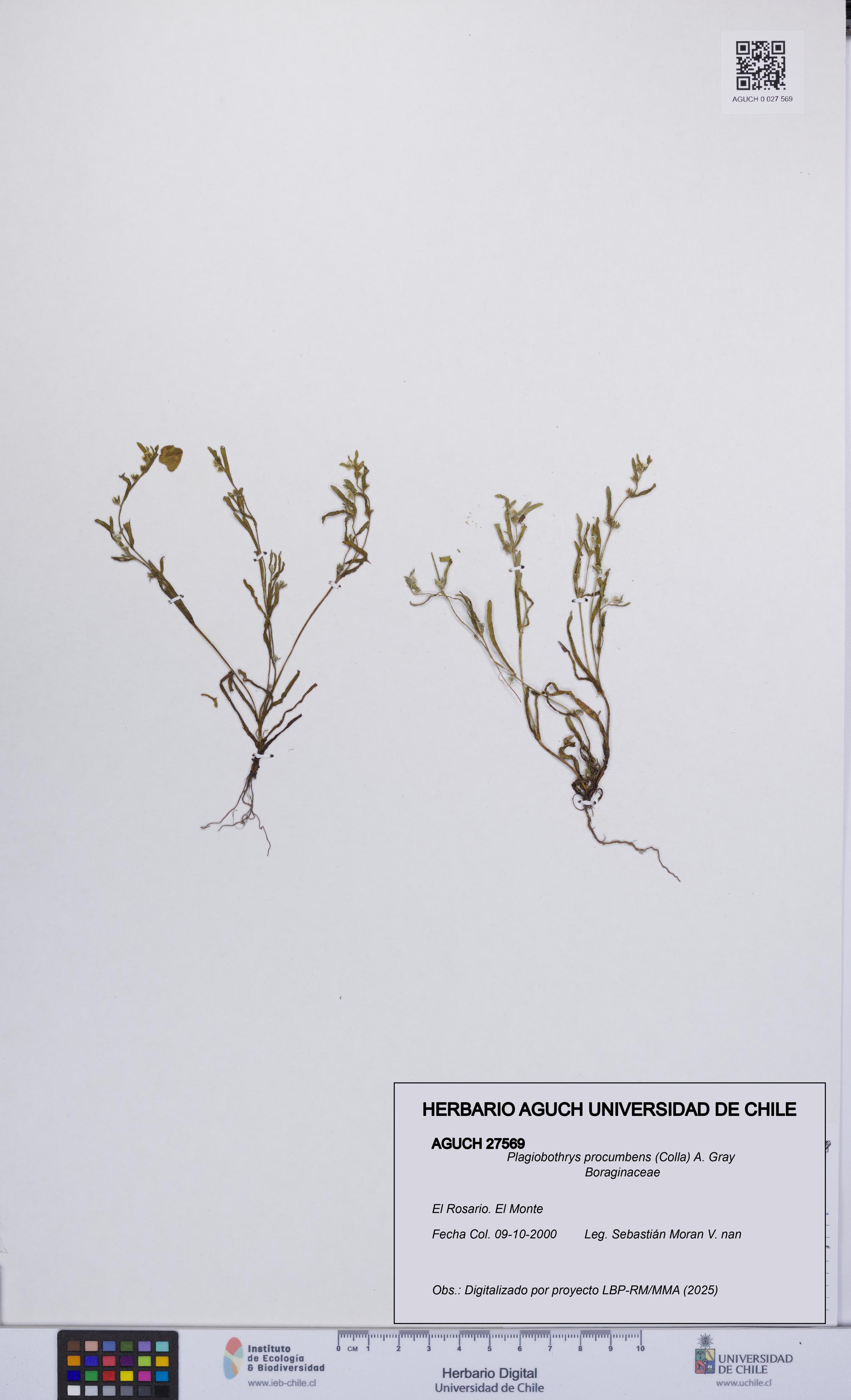 Plagiobothrys procumbens [Espécimen: UCH:AGUCH:0027569]