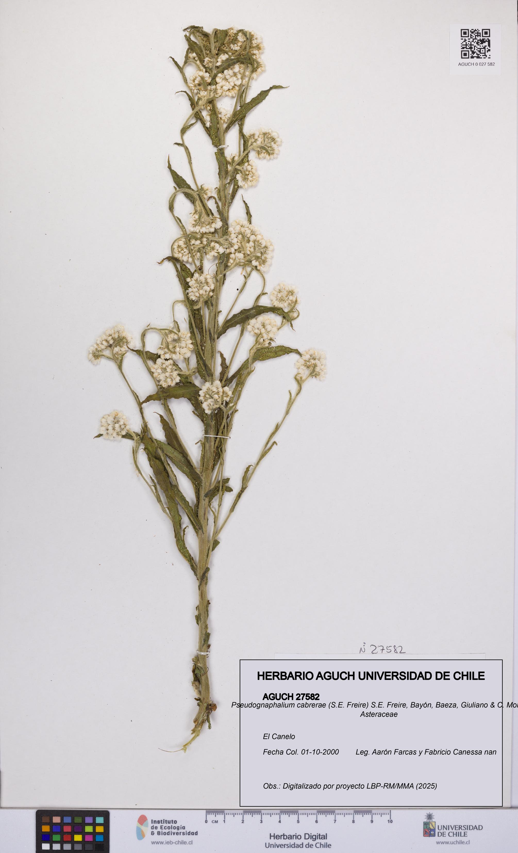 Pseudognaphalium cabrerae [Espécimen: UCH:AGUCH:0027582]