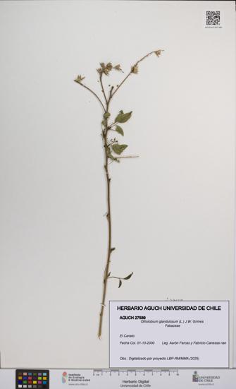 Otholobium glandulosum [Espécimen: UCH:AGUCH:0027589]