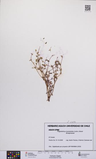 Plagiobothrys myosotoides [Espécimen: UCH:AGUCH:0027592]