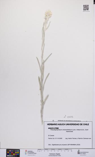 Pseudognaphalium cheiranthifolium [Espécimen: UCH:AGUCH:0027595]