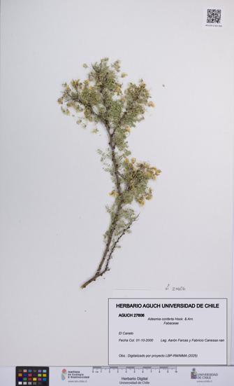 Adesmia conferta [Espécimen: UCH:AGUCH:0027606]