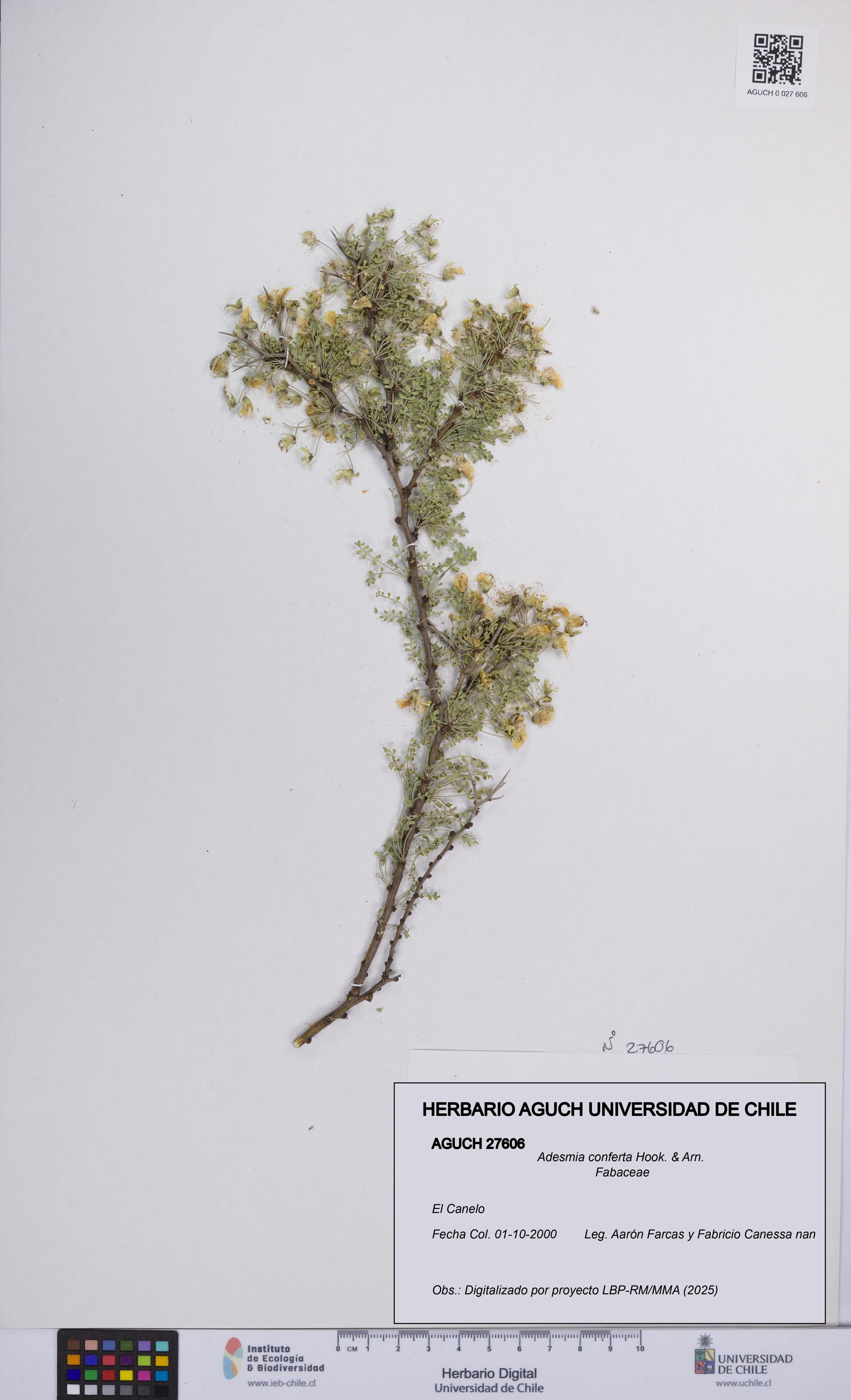 Adesmia conferta [Espécimen: UCH:AGUCH:0027606]