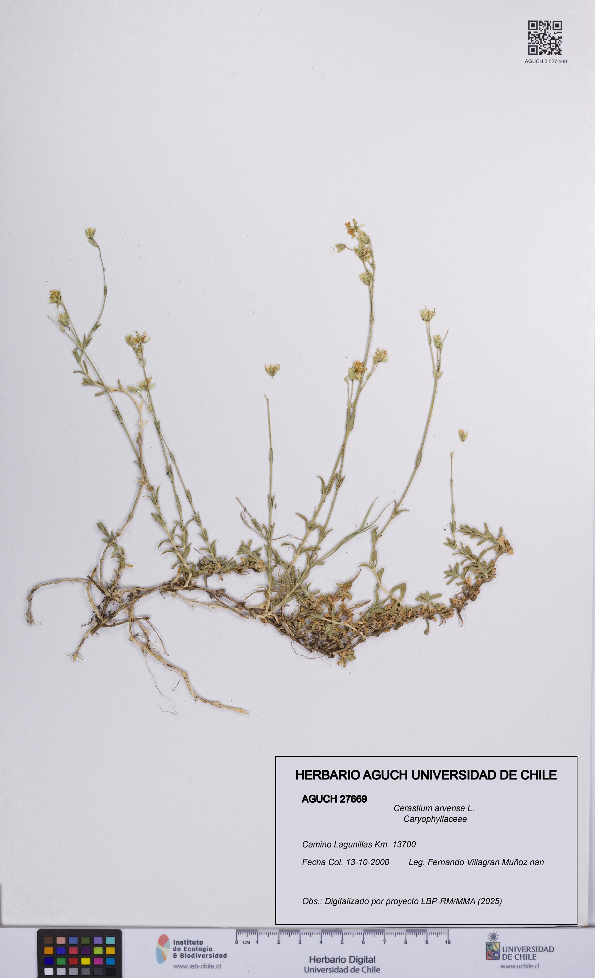 Cerastium arvense [Espécimen: UCH:AGUCH:0027669]
