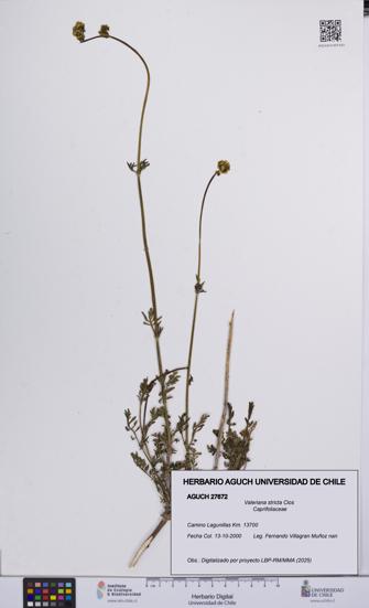 Valeriana stricta [Espécimen: UCH:AGUCH:0027672]