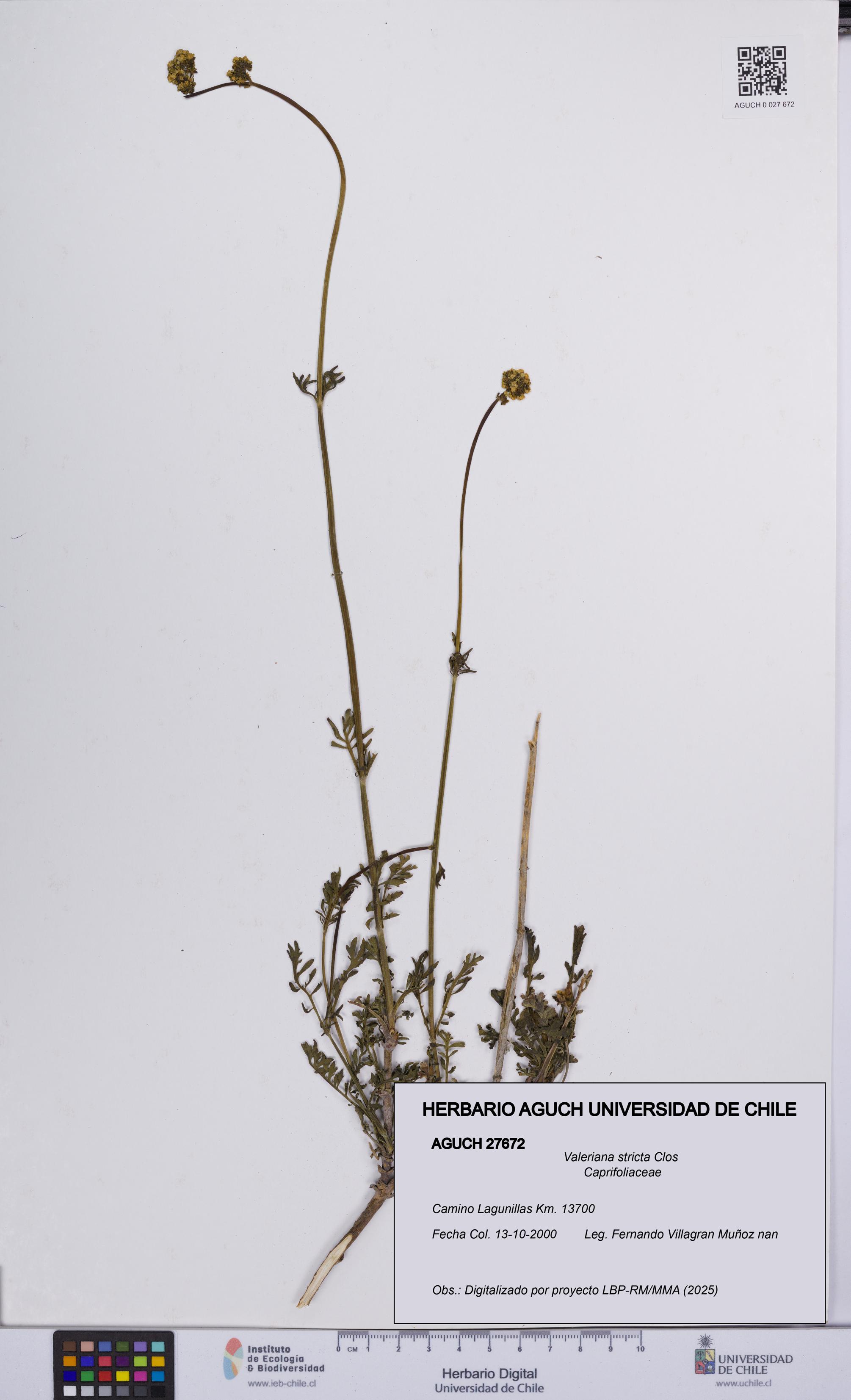 Valeriana stricta [Espécimen: UCH:AGUCH:0027672]