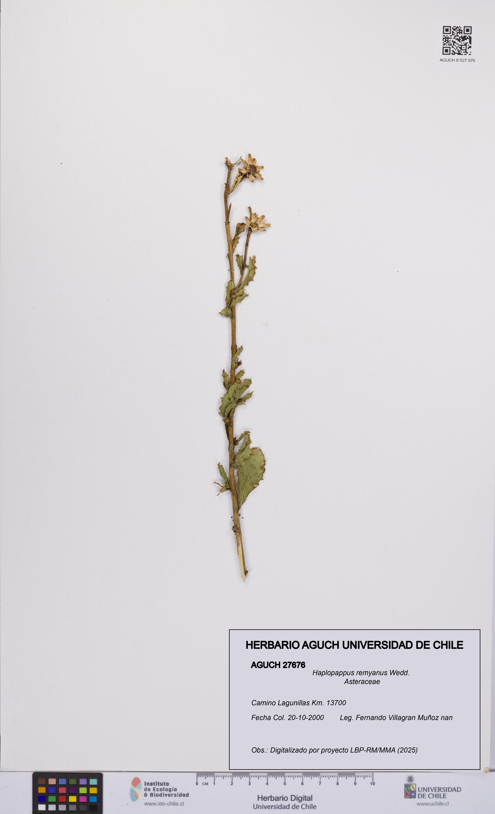 Haplopappus remyanus [Espécimen: UCH:AGUCH:0027676]