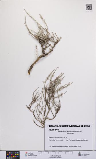 Nardophyllum lanatum [Espécimen: UCH:AGUCH:0027677]