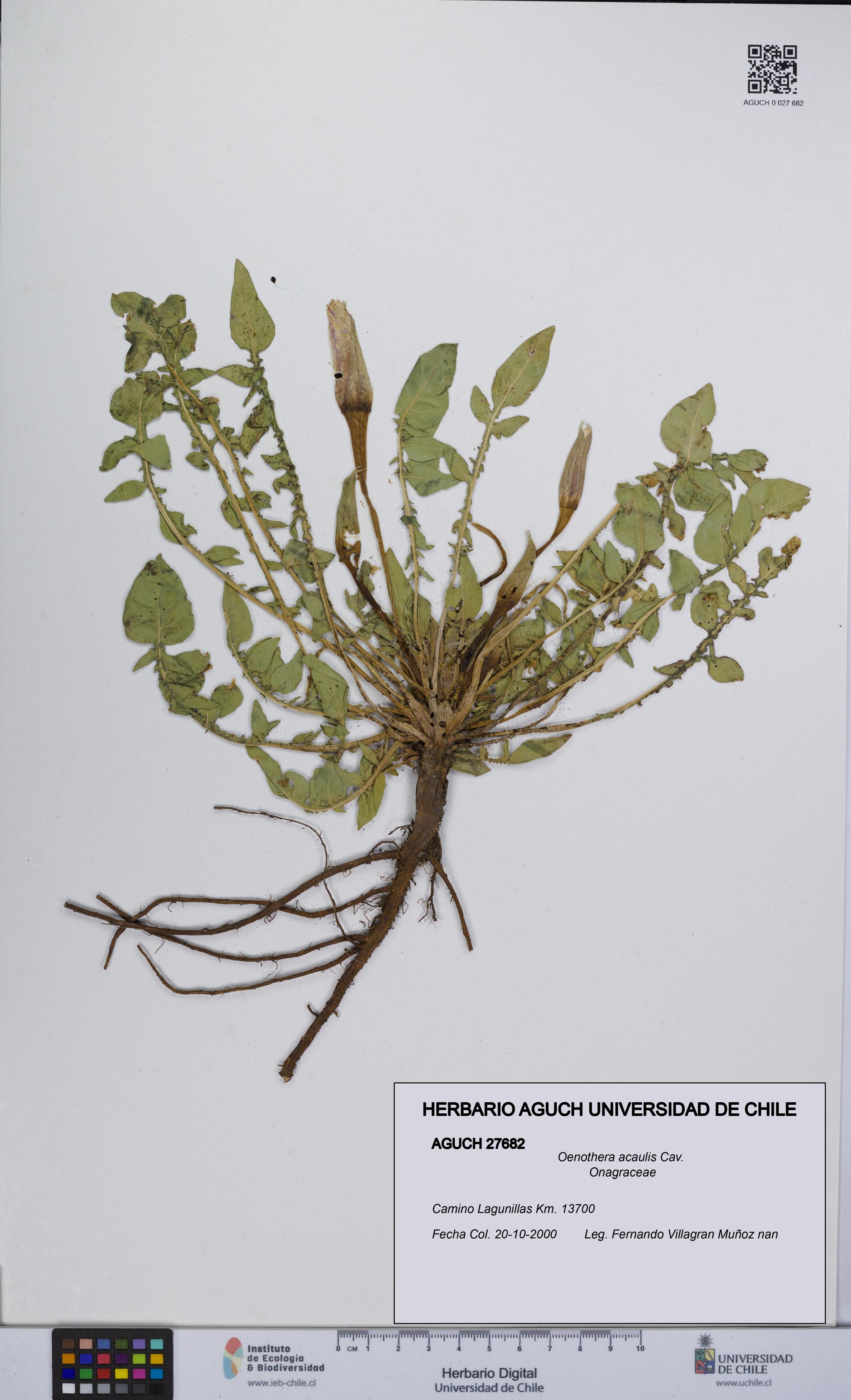 Oenothera acaulis [Espécimen: UCH:AGUCH:0027682]