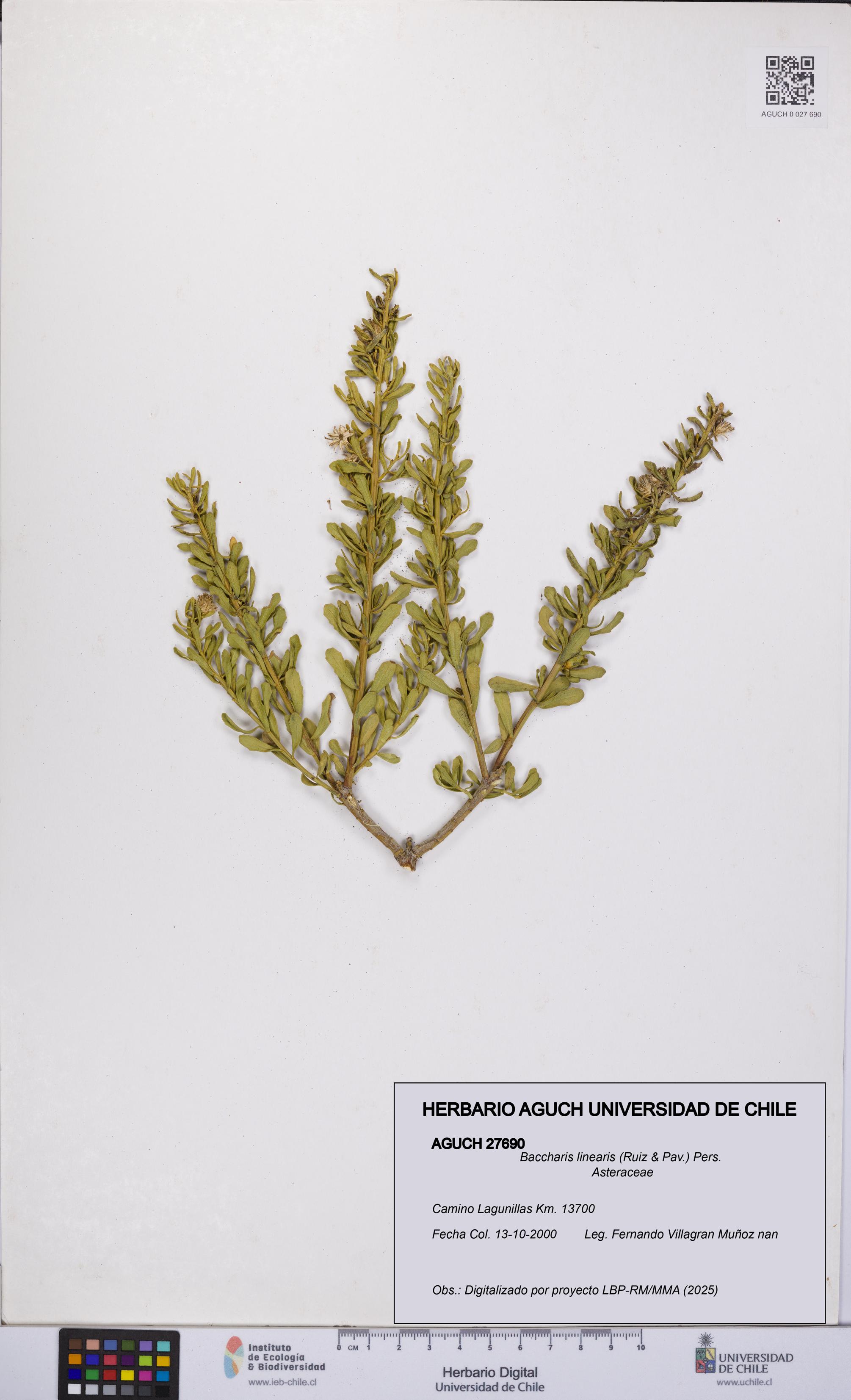 Baccharis linearis [Espécimen: UCH:AGUCH:0027690]