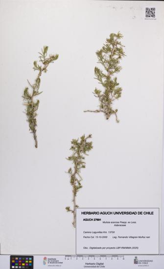 Mutisia acerosa [Espécimen: UCH:AGUCH:0027691]