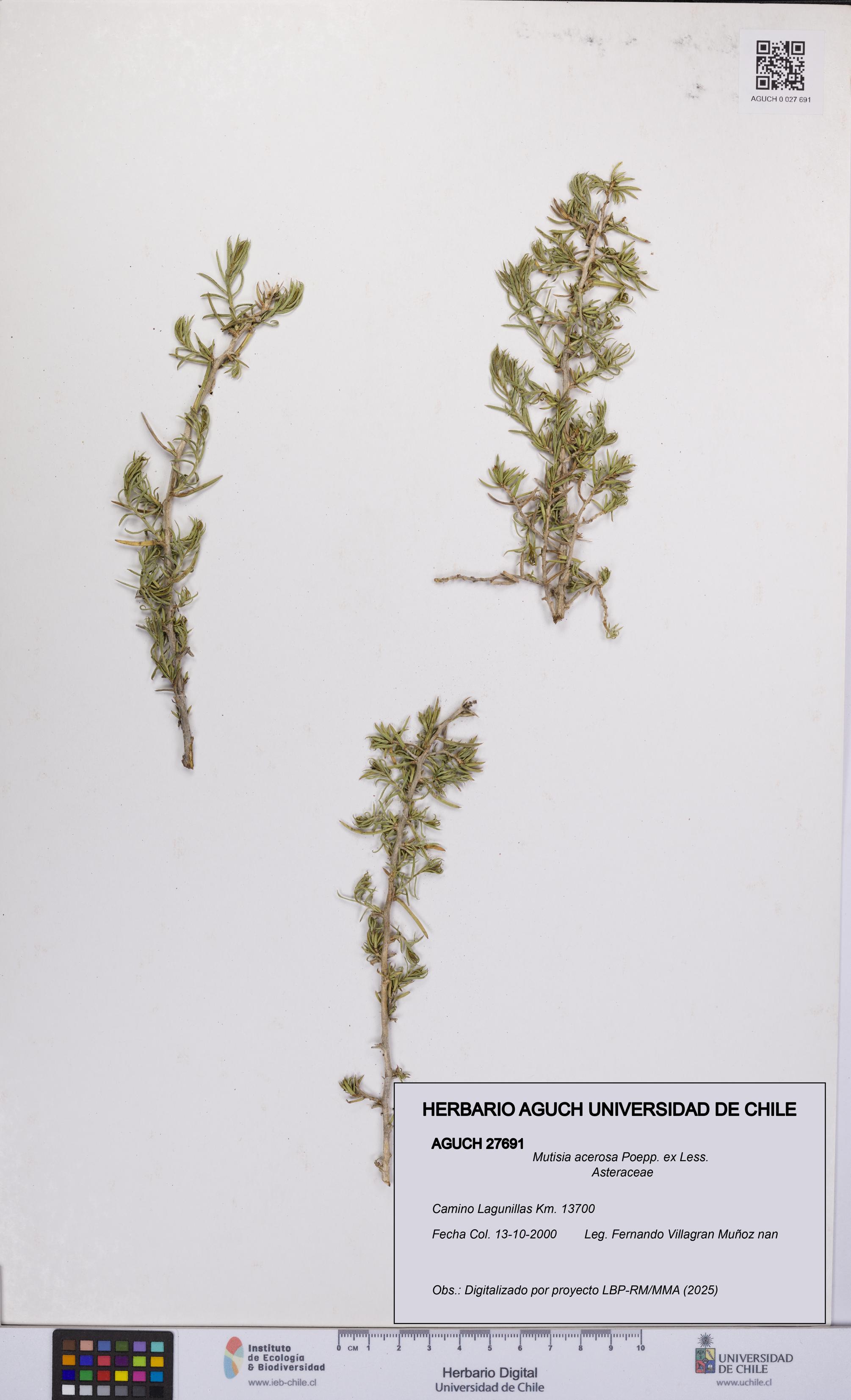 Mutisia acerosa [Espécimen: UCH:AGUCH:0027691]