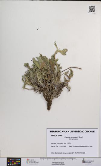 Phacelia secunda [Espécimen: UCH:AGUCH:0027693]