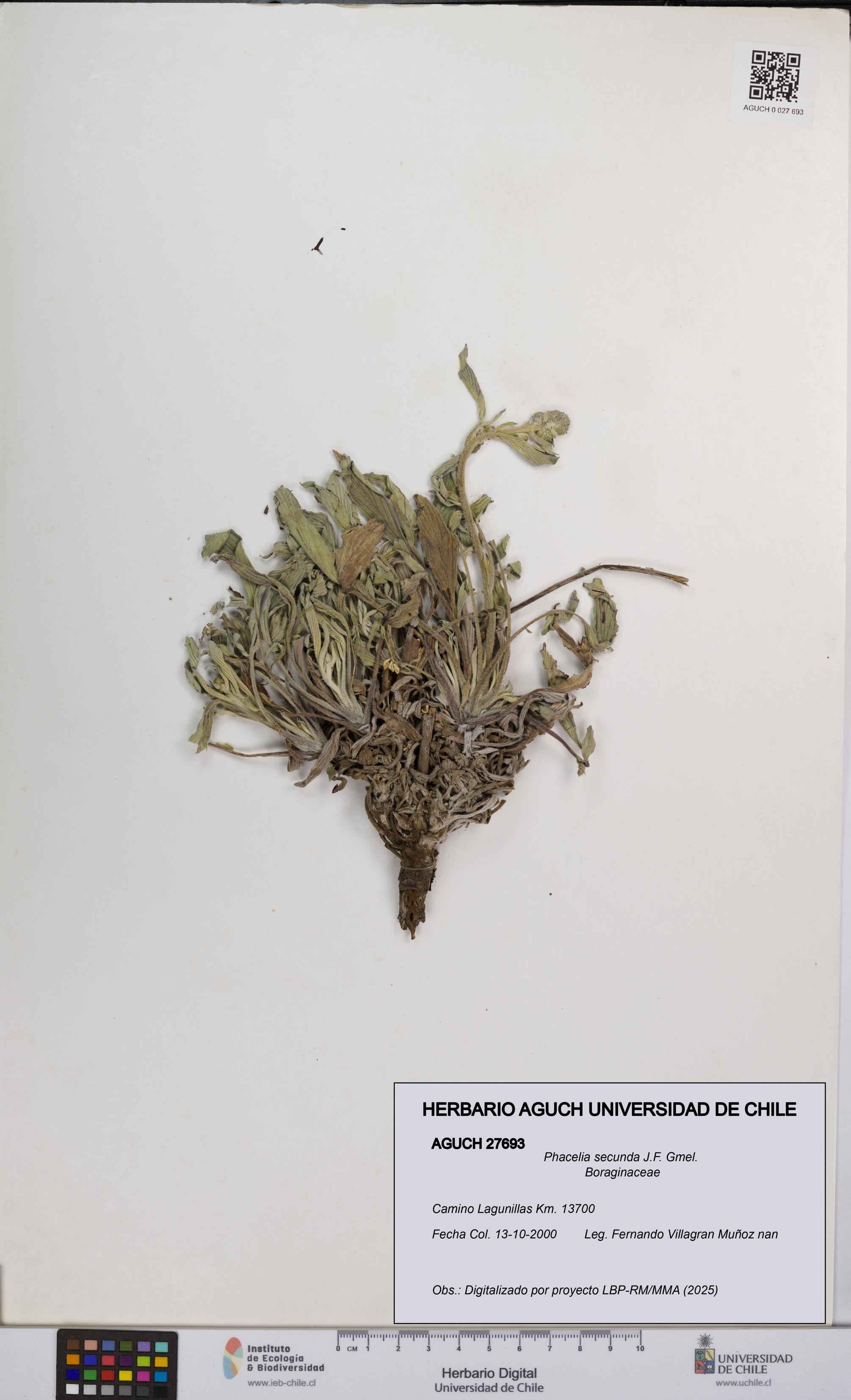 Phacelia secunda [Espécimen: UCH:AGUCH:0027693]