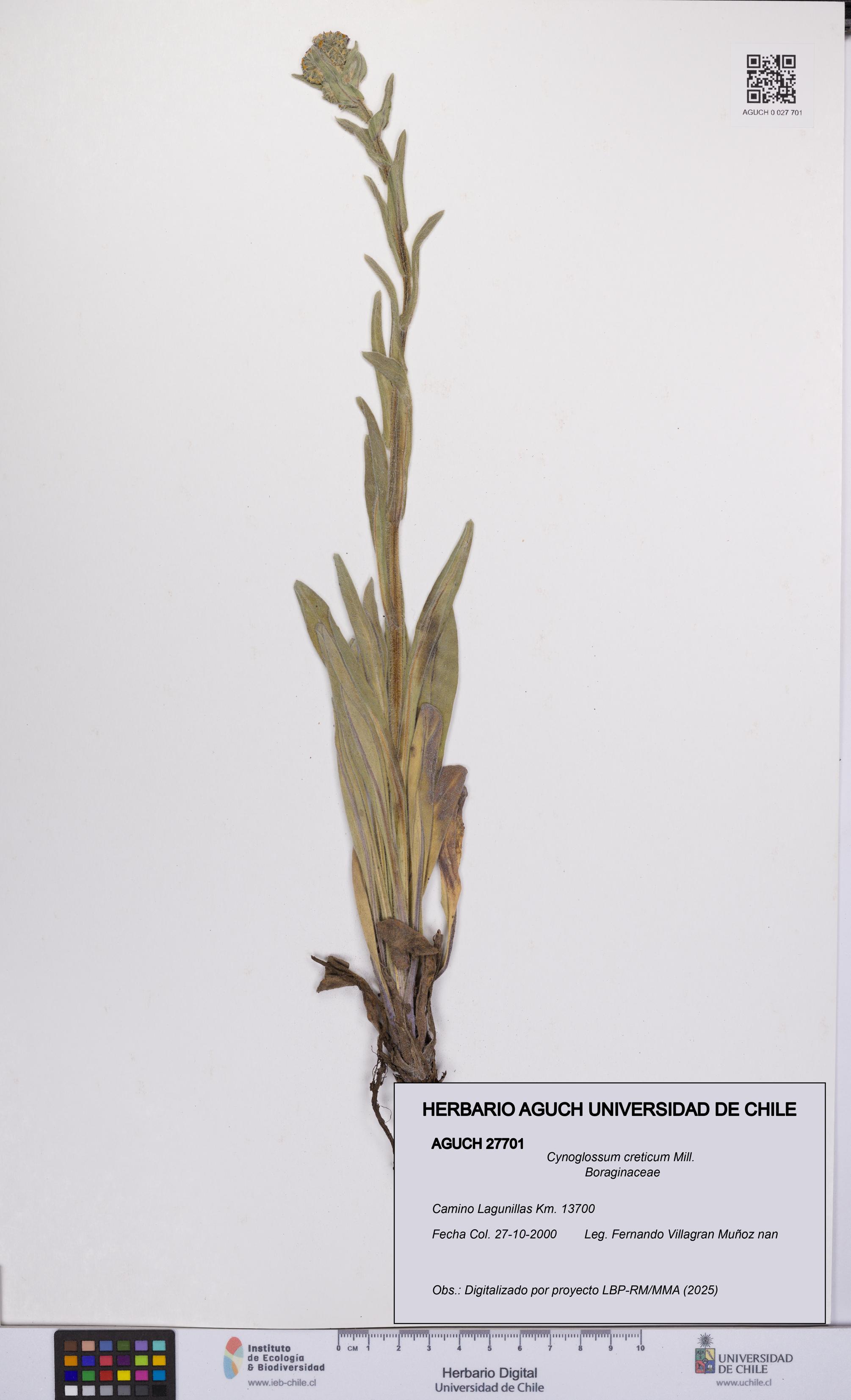 Cynoglossum creticum [Espécimen: UCH:AGUCH:0027701]