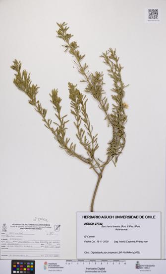 Baccharis linearis [Espécimen: UCH:AGUCH:0027722]