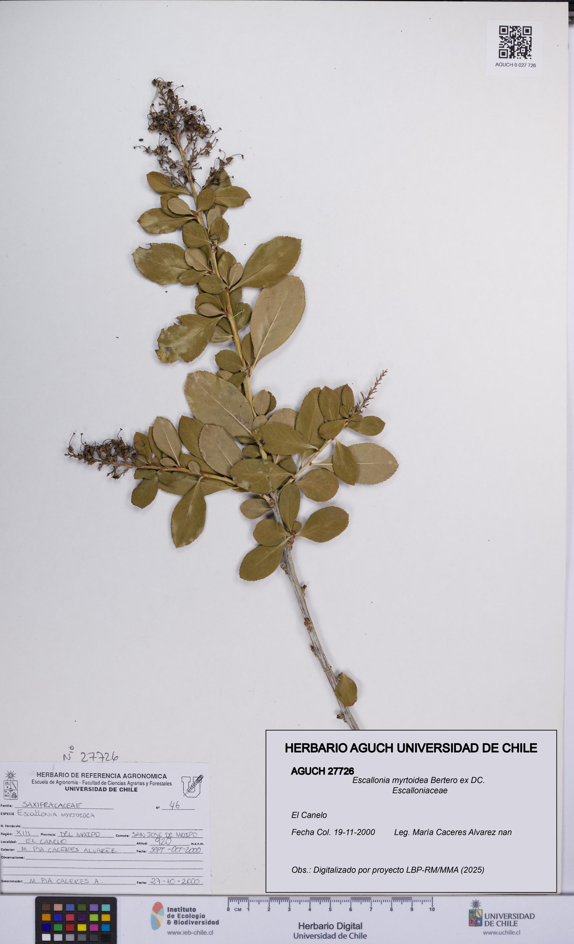 Escallonia myrtoidea [Espécimen: UCH:AGUCH:0027726]