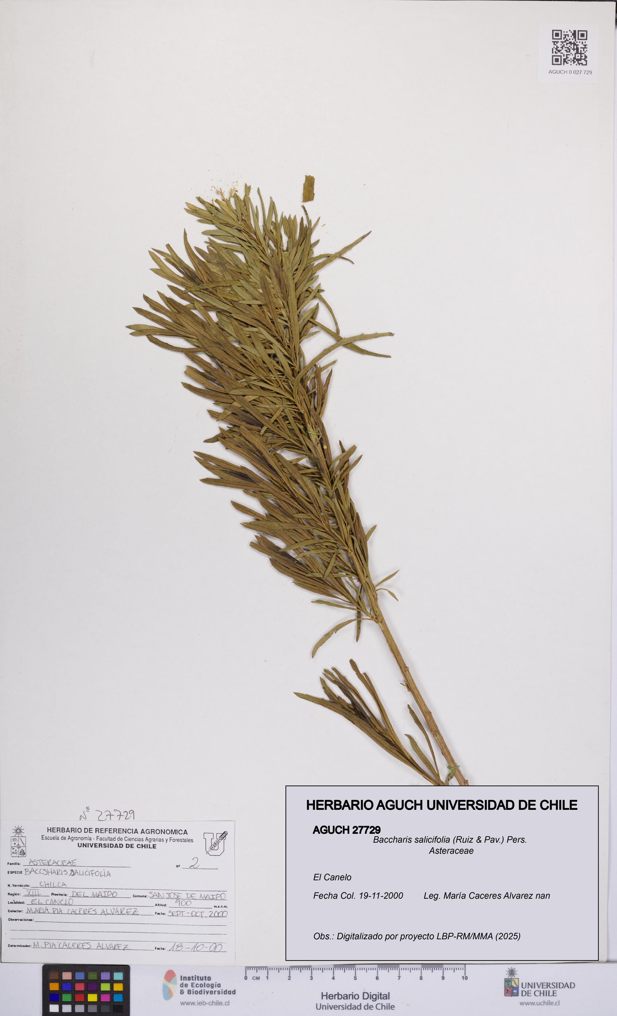 Baccharis salicifolia [Espécimen: UCH:AGUCH:0027729]