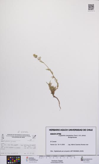 Cryptantha clandestina [Espécimen: UCH:AGUCH:0027752]