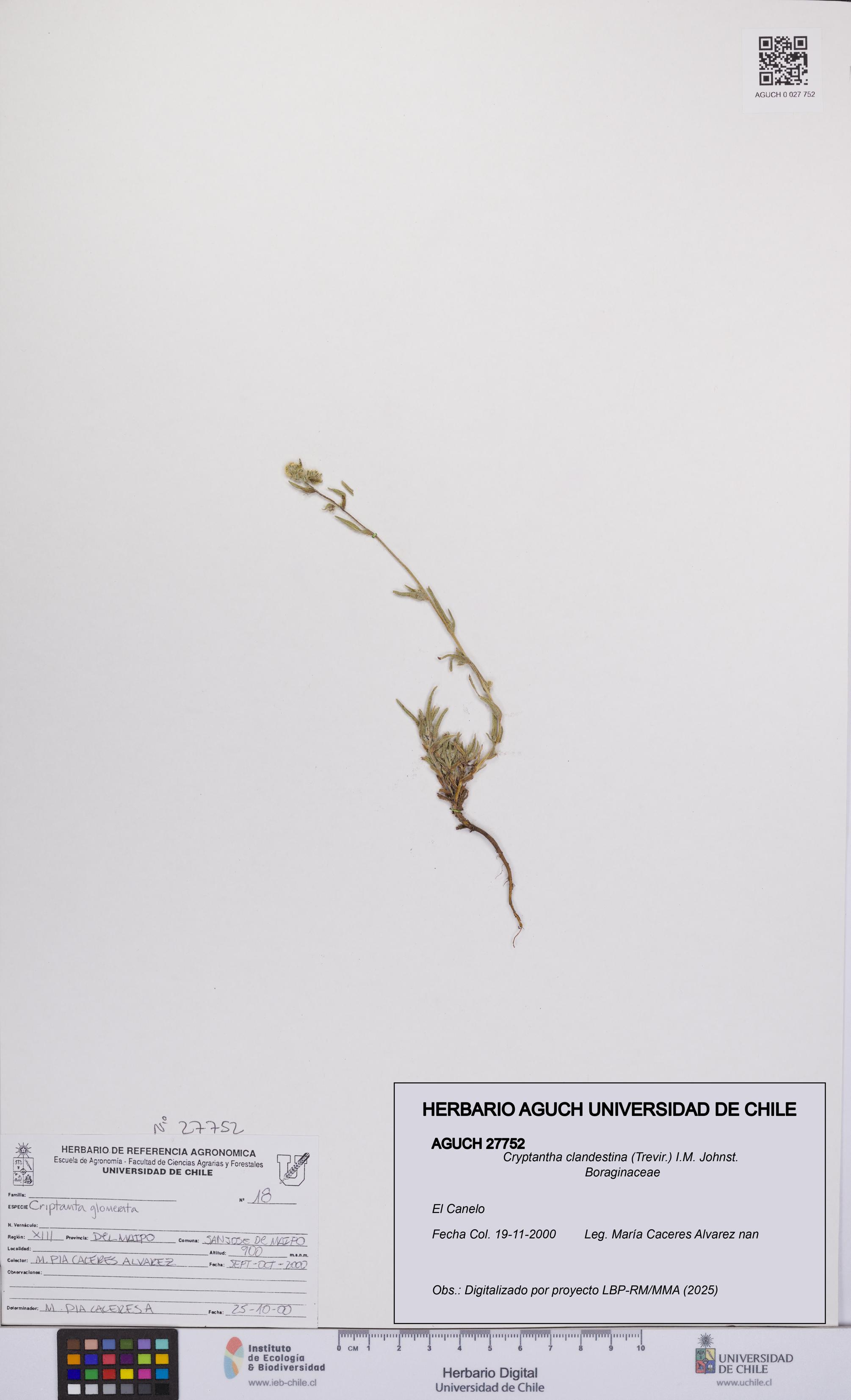Cryptantha clandestina [Espécimen: UCH:AGUCH:0027752]