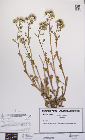 Senecio vulgaris [Espécimen: UCH:AGUCH:0027755]