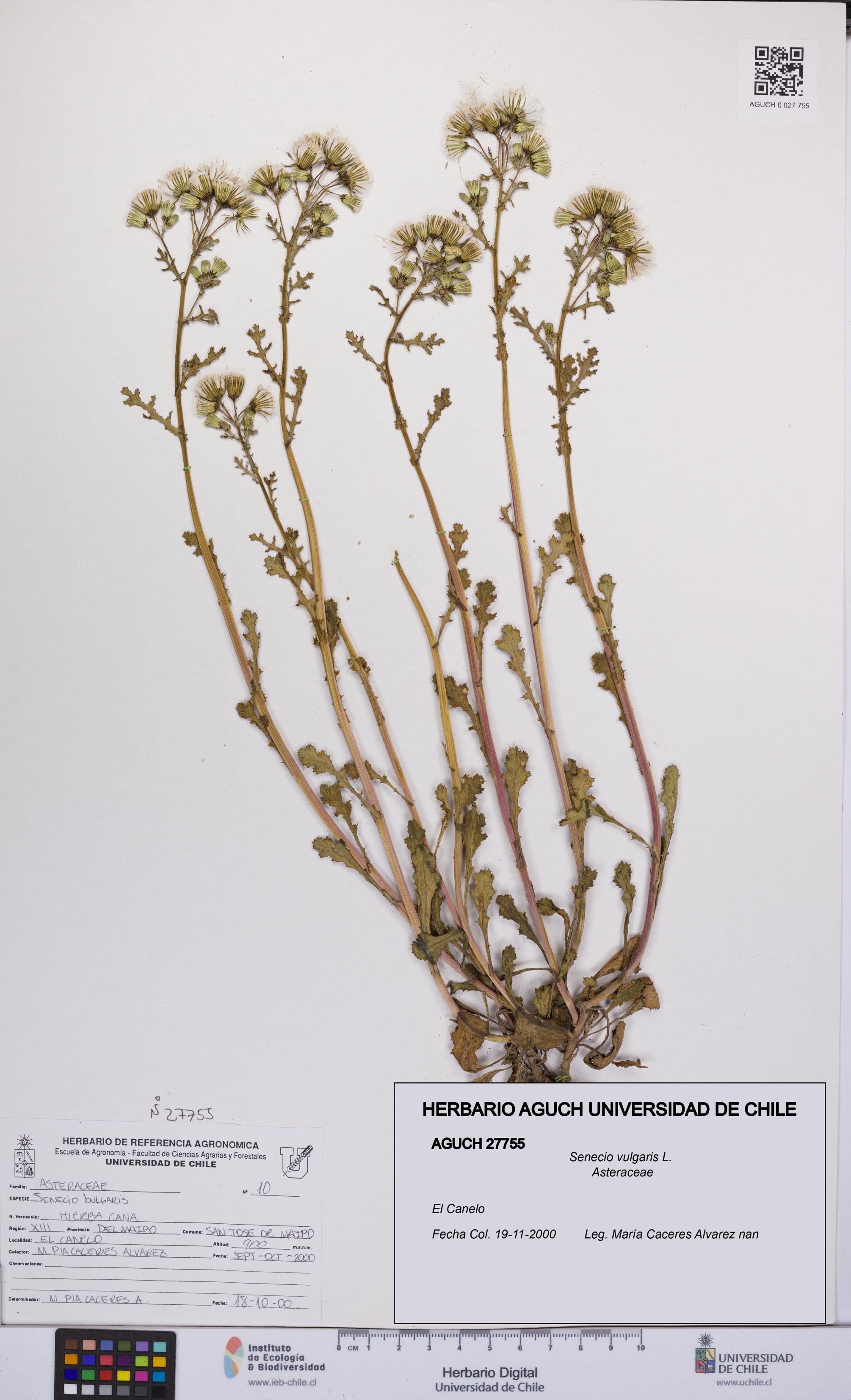 Senecio vulgaris [Espécimen: UCH:AGUCH:0027755]