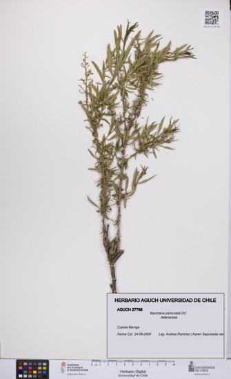 Baccharis paniculata [Espécimen: UCH:AGUCH:0027768]