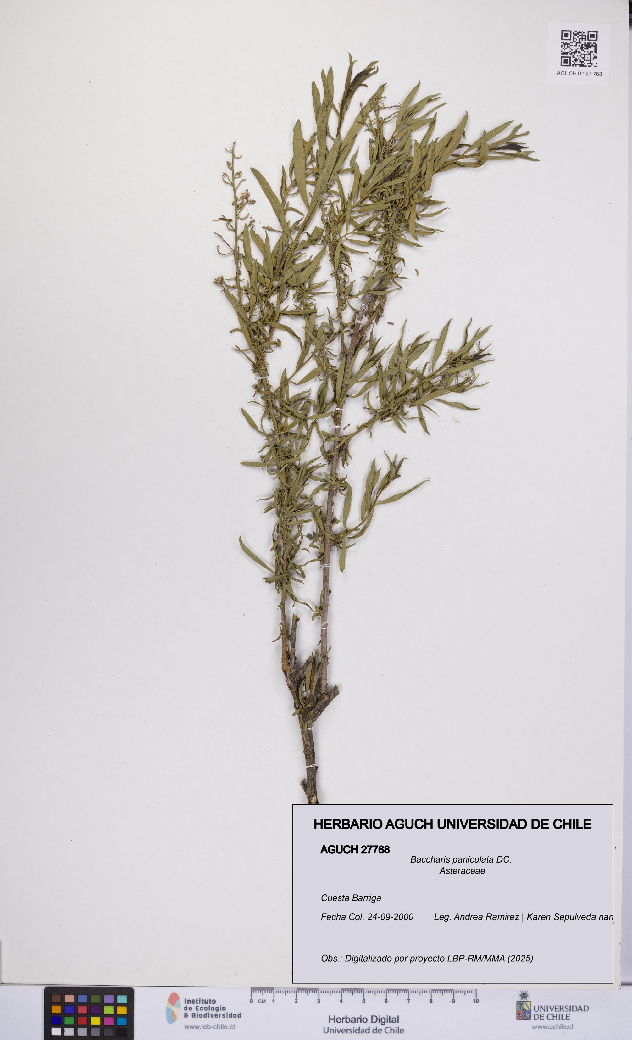 Baccharis paniculata [Espécimen: UCH:AGUCH:0027768]