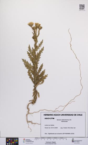 Senecio adenotrichius [Espécimen: UCH:AGUCH:0027798]
